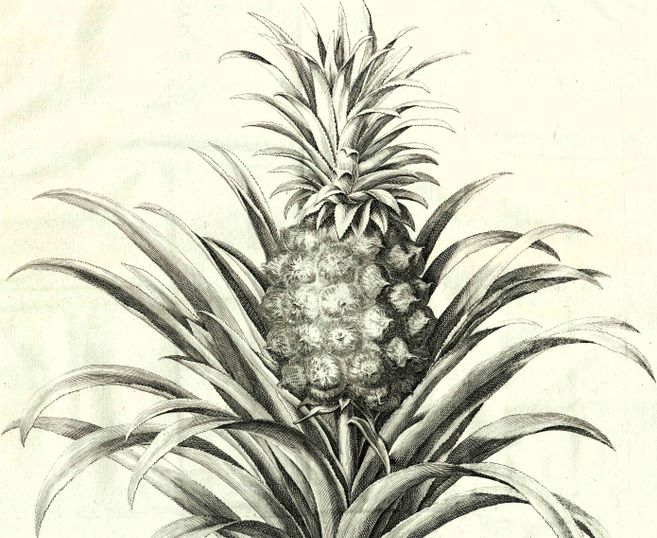 Stich einer Ananas aus dem Gartenratgeber "Les Agréments de la Campagne" (1750)