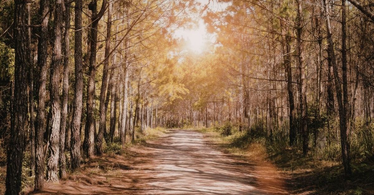 Waldweg umgeben von Bäumen. Geradezu scheint die Sonne durch die Äste.