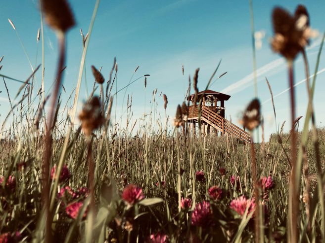 Ein Aussichtsturm steht in einer Wiese mit bunten Blumen. Der Himmel ist klar und blau.