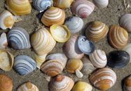 Schutzstation Wattenmeer e. V.