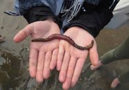 Schutzstation Wattenmeer e. V.