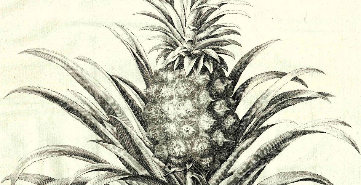 Stich einer Ananas aus dem Gartenratgeber "Les Agréments de la Campagne" (1750)