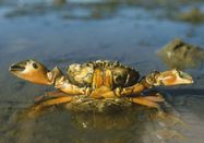 Schutzstation Wattenmeer e. V.