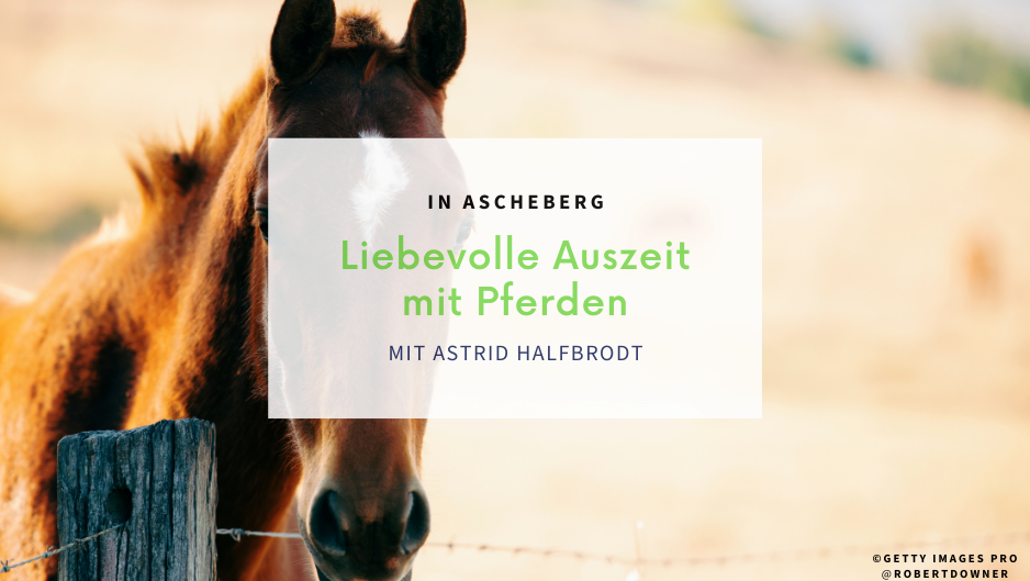 Braunes Pferd steht hinter einem Zaun mit Zaunpfählen und Draht, der Hintergrund ist hellbeige.